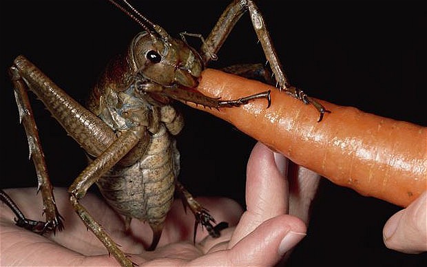 giant weta