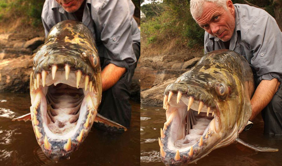 gigi goliath tigerfish