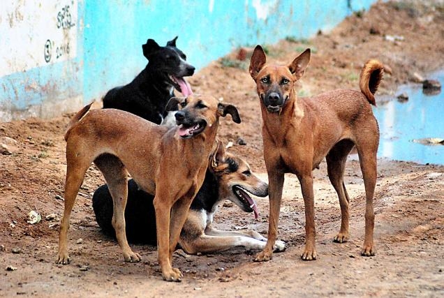 gigitan anjing menyebarkan rabies