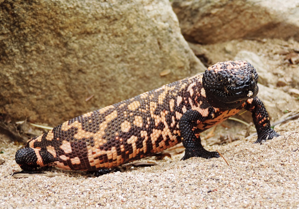 gila monster cicak paling bahaya