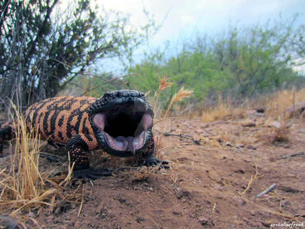 gila monster