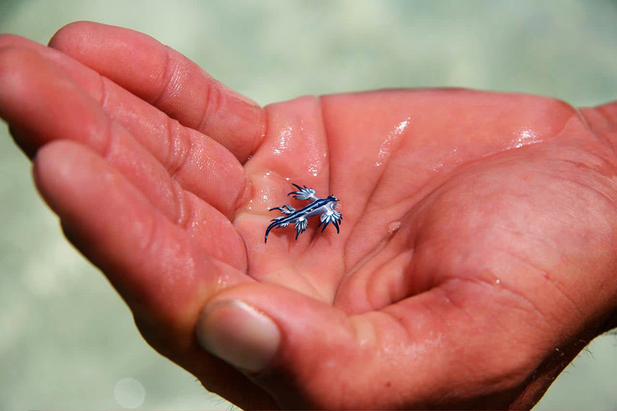 glaucus atlanticus 1