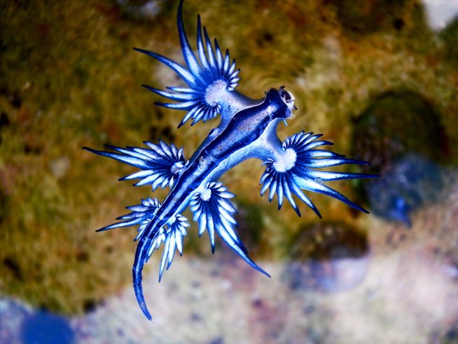 glaucus atlanticus 3