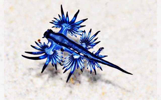 glaucus atlanticus