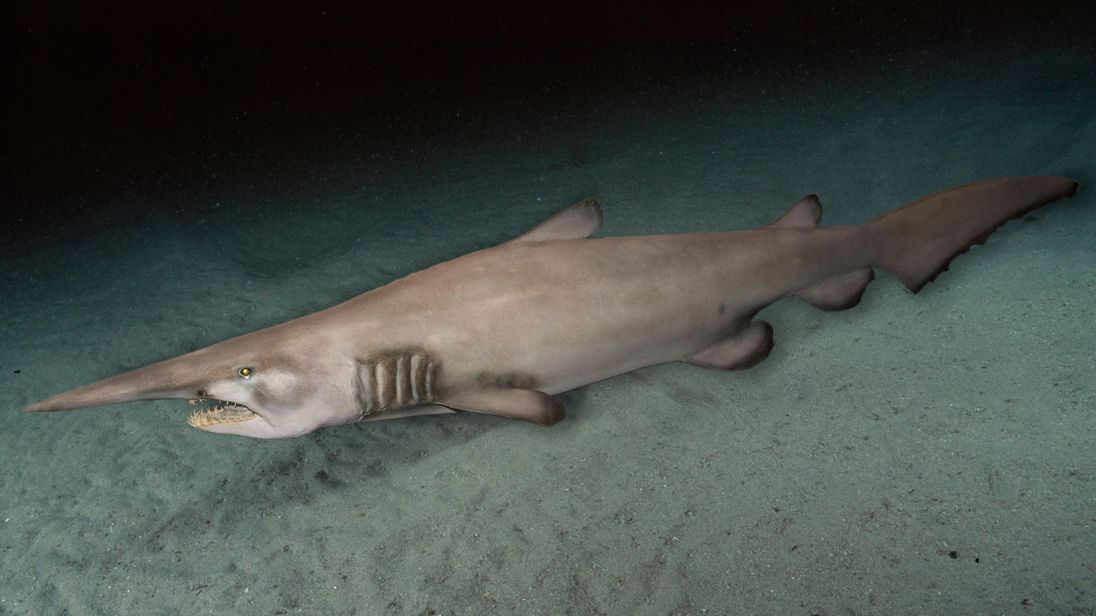 goblin shark