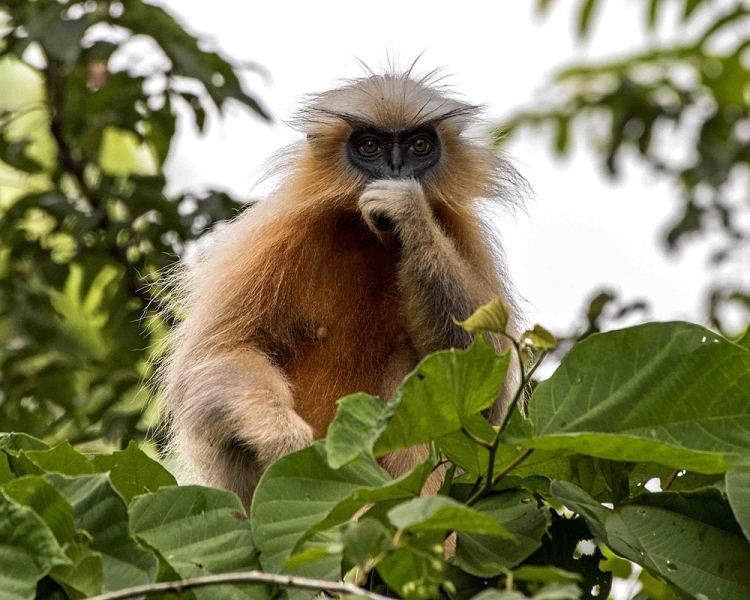 golden langur atas pokok