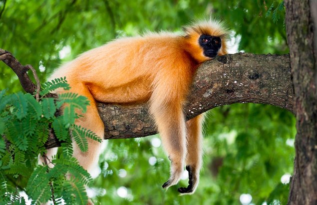 golden langur berehat atas pokok