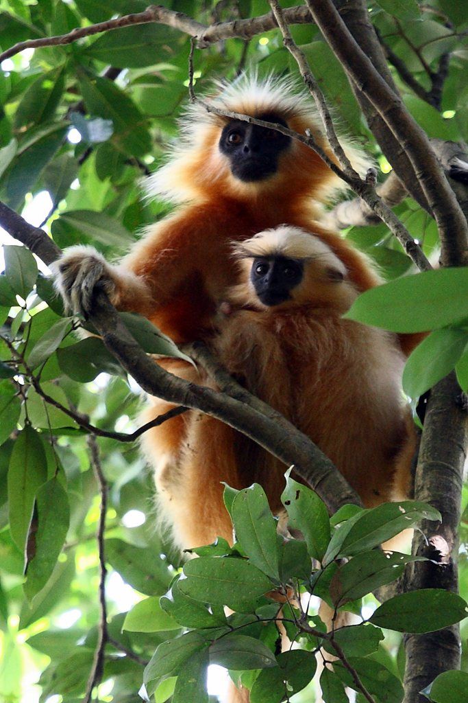 golden langur dan anaknya