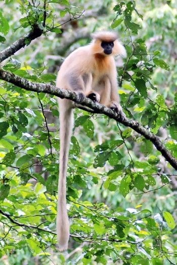 golden langur di bhutan