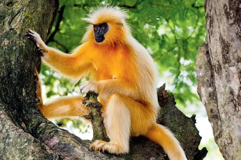 golden langur di india