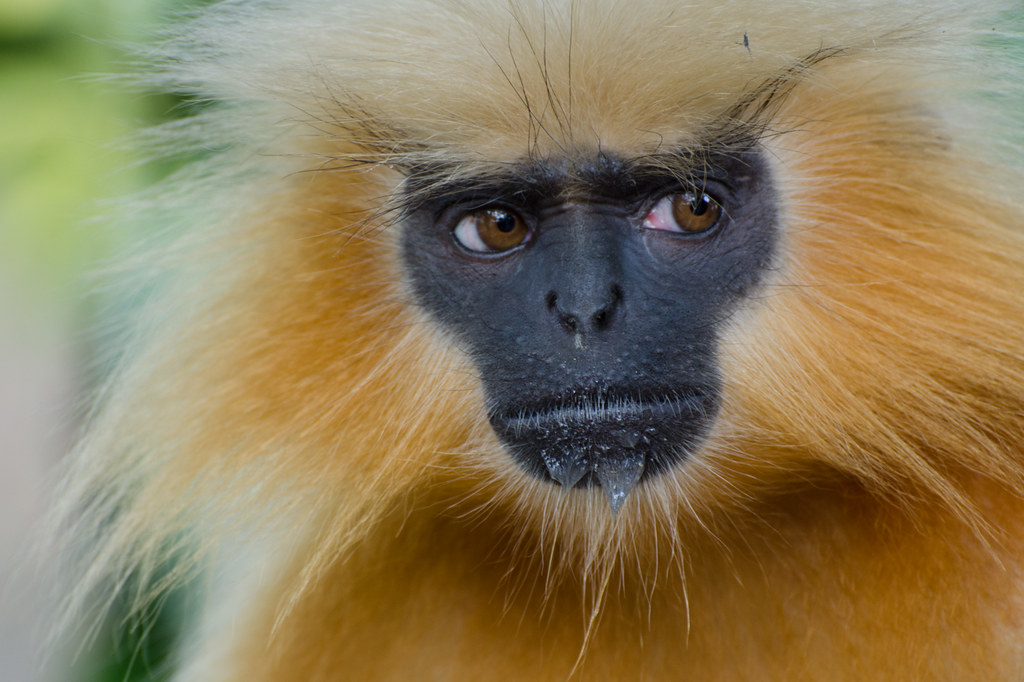 golden langur jantan dewasa