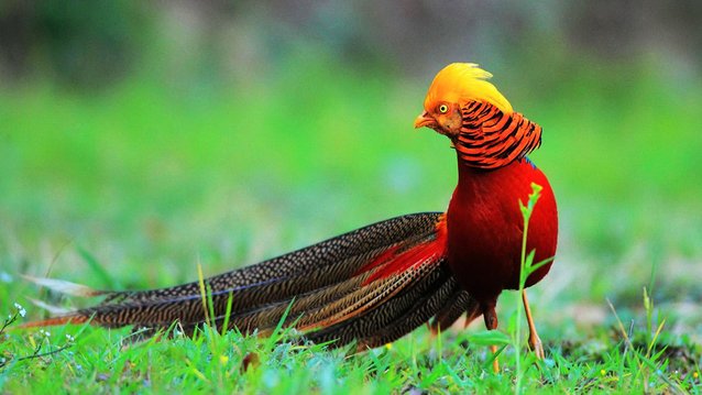 golden pheasant