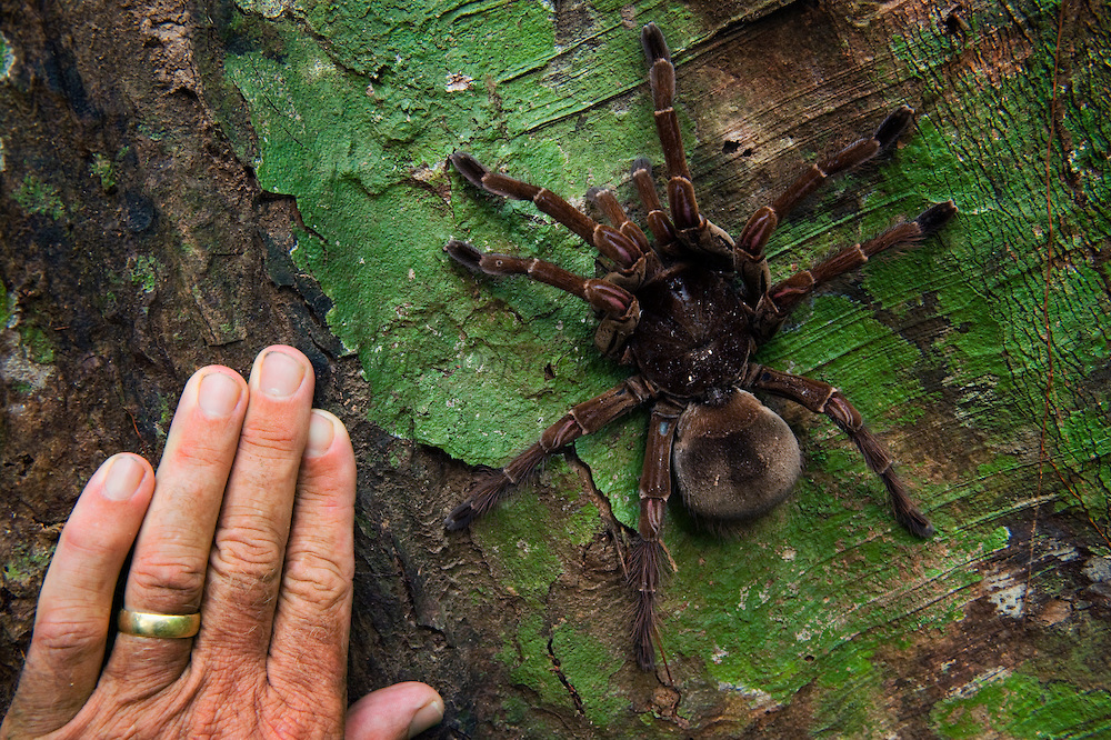 goliath bird eating tarantula labah labah paling besar di dunia