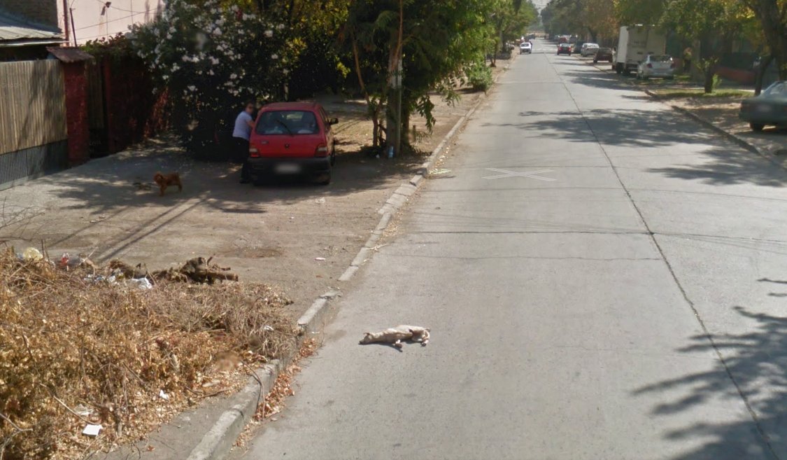 google car langgar mati anjing