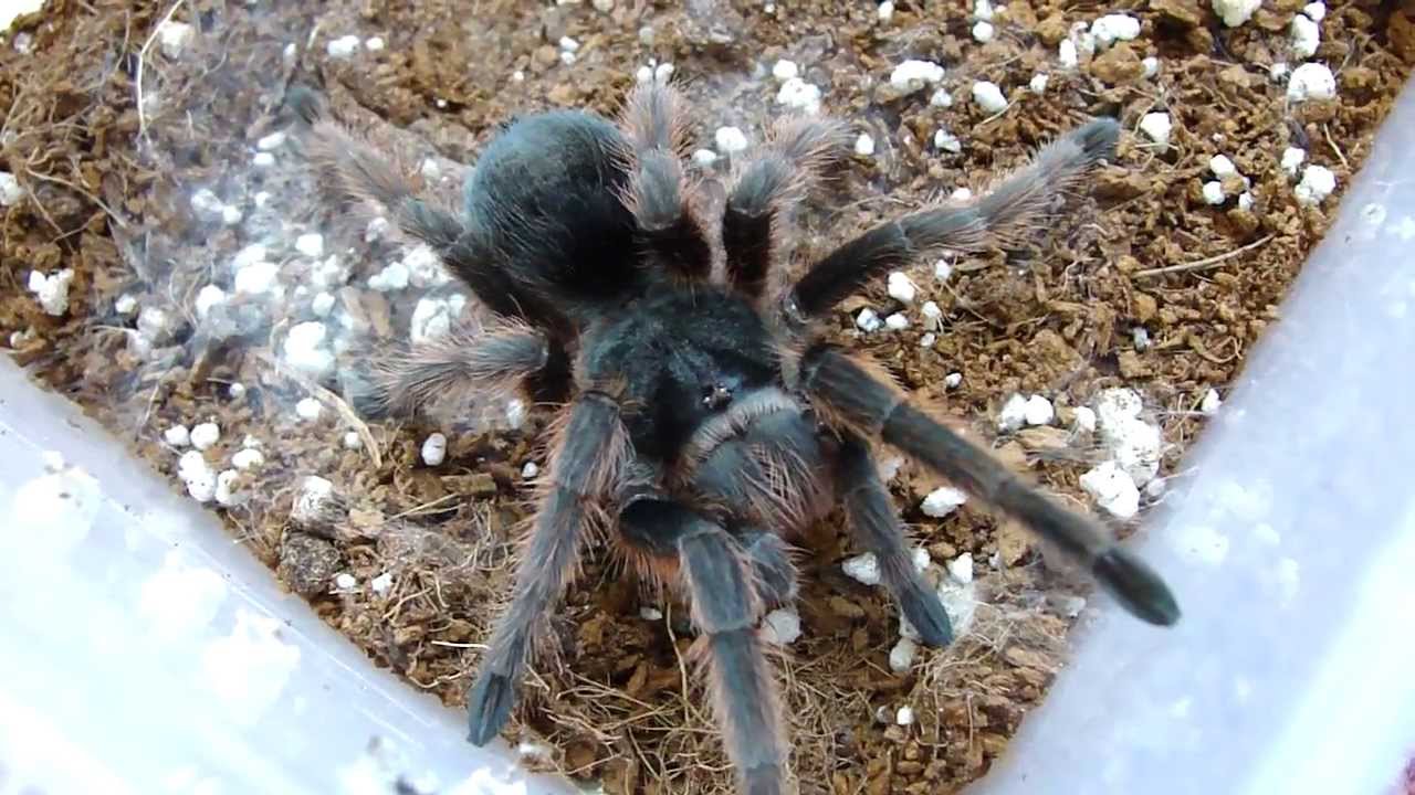 grammostola anthracina labah labah paling besar di dunia 2