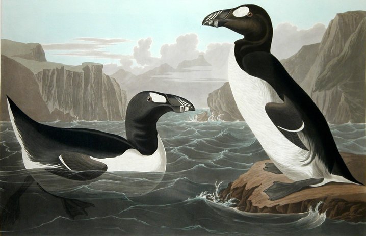 great auk