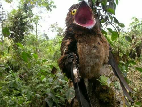 great potoo burung menakutkan 2