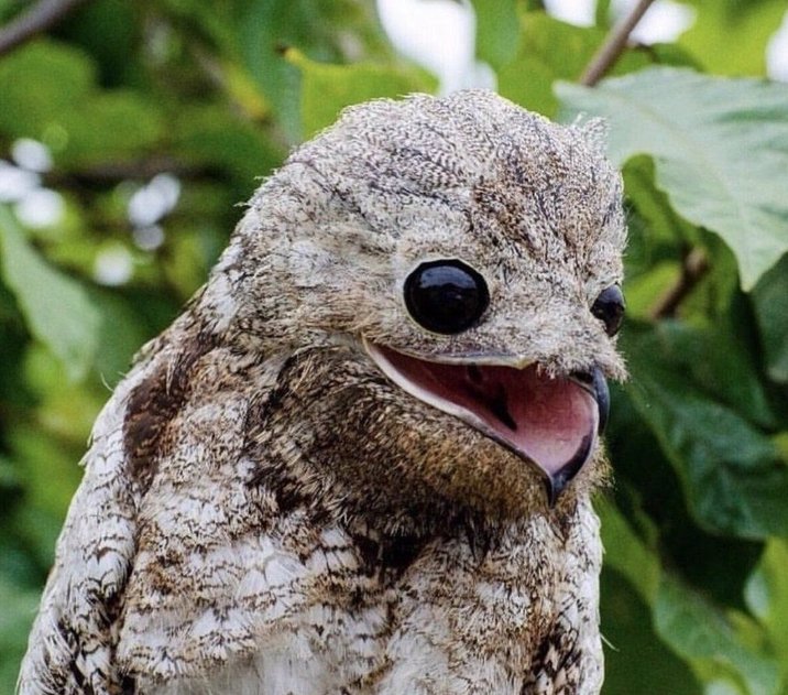 great potoo burung menakutkan