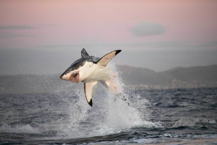 great white shark