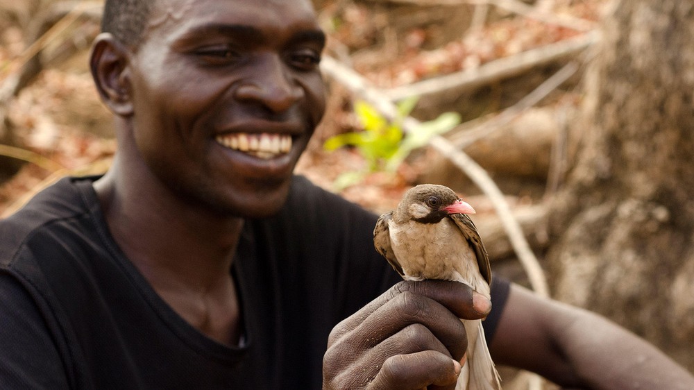 greater honeyguide 297