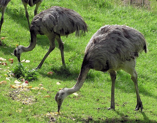 greater rhea 123