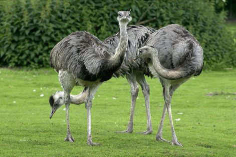 greater rhea