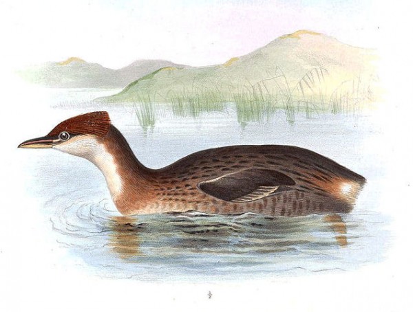 grebe amerika selatan