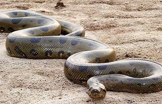 green anaconda haiwan paling besar di dunia 2