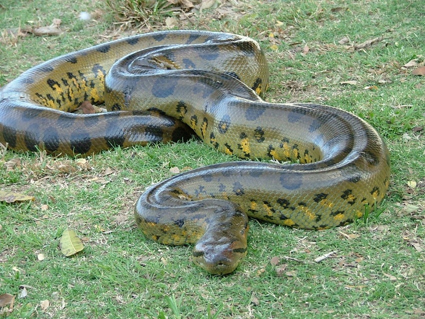 green anaconda