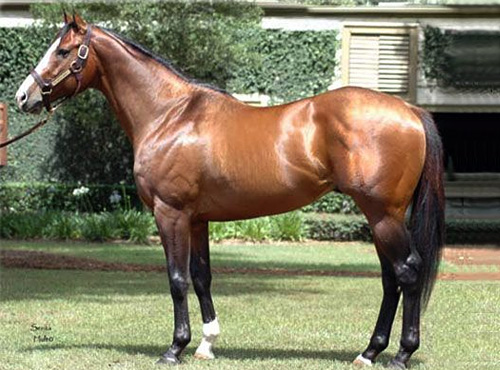 green monkey horse merupakan haiwan termahal di dunia