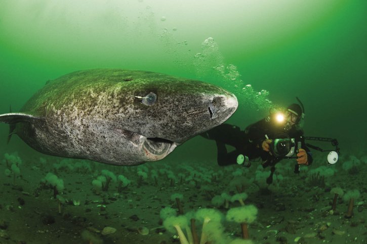 greenland shark