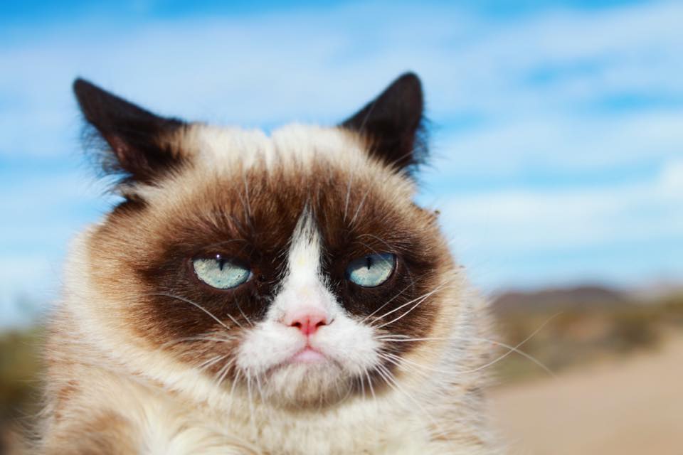 grumpy cat