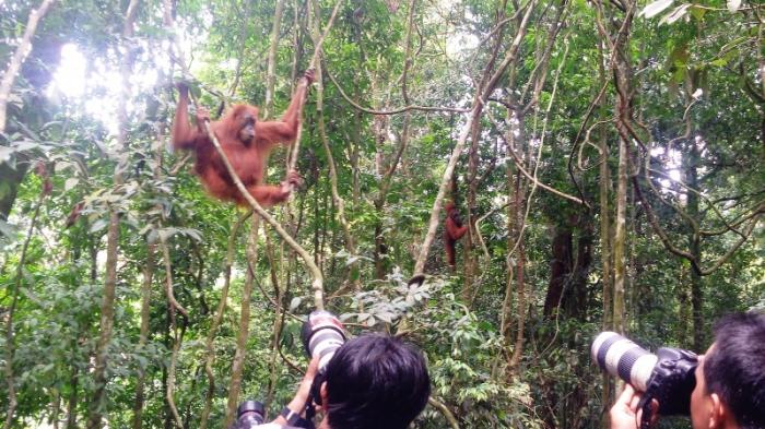 gunung leuser 2