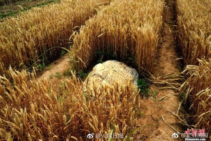 gunung terkecil di dunia jingshan sukar dijumpai apabila tanaman menjadi semakin tinggia