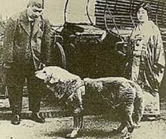 hachiko 3