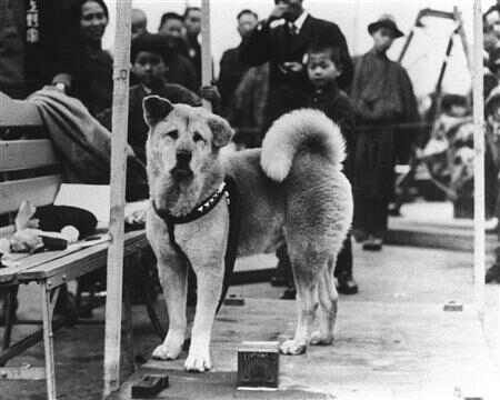 hachiko 379