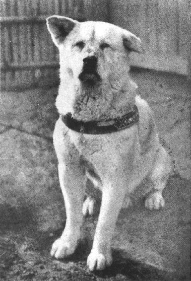 hachiko 514