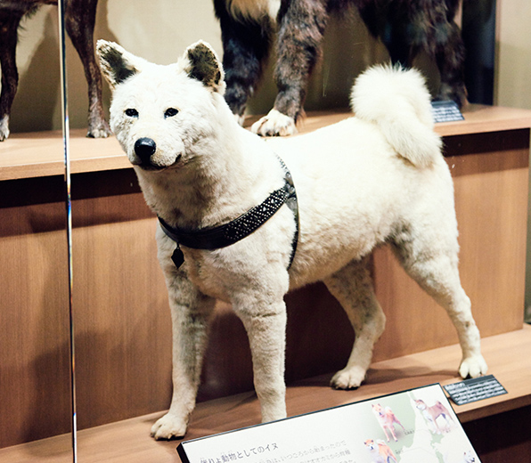 hachiko 8