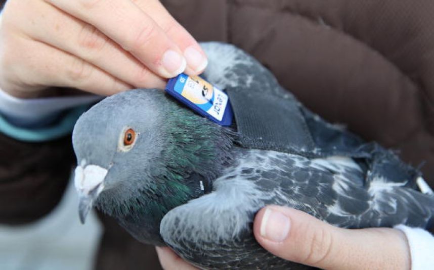 hantar kad memori menggunakan burung