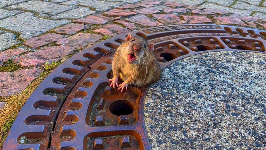 hantavirus berbahaya