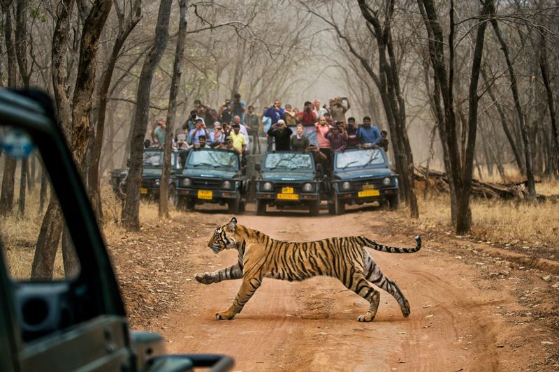 harimau belang