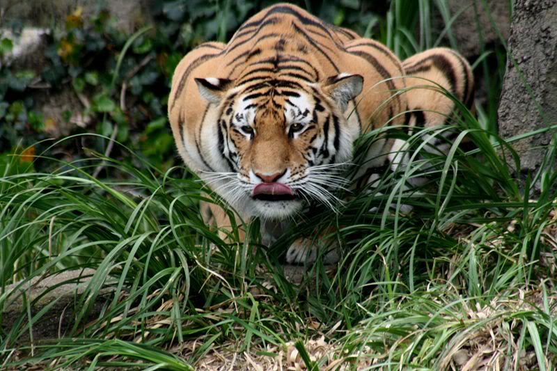 harimau bengal sedang memburu