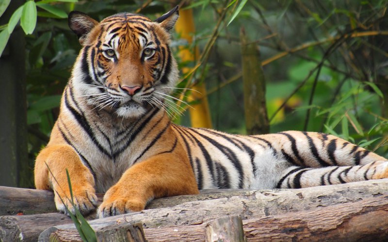 harimau malaya 436