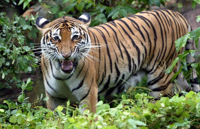 harimau malaya