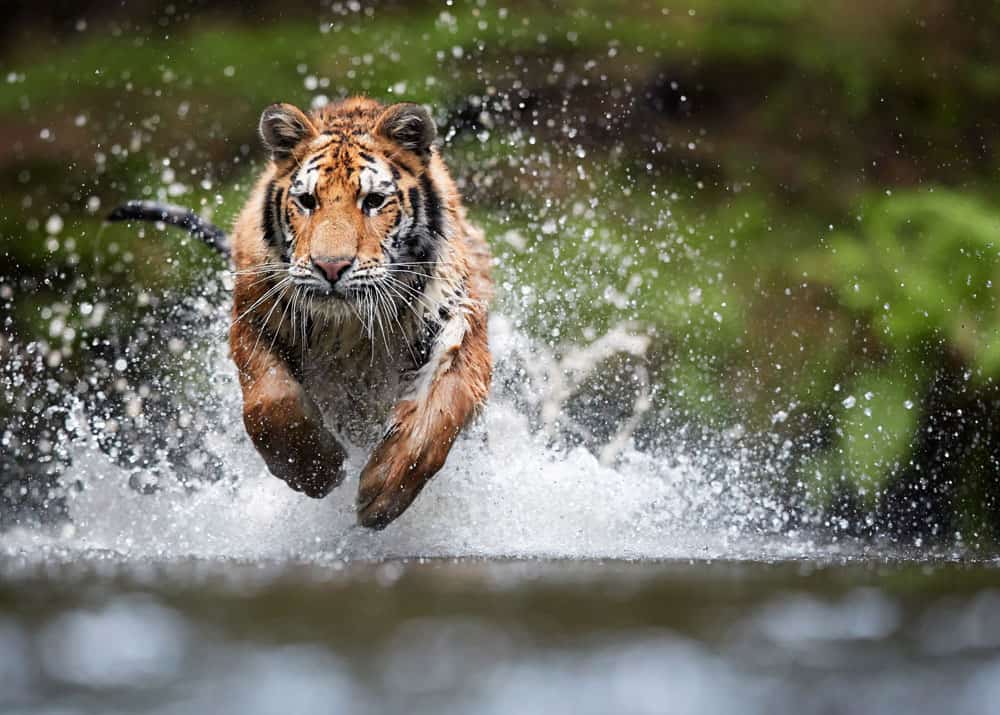 harimau memburu bersendirian