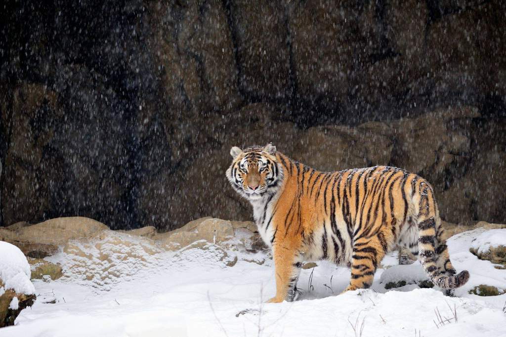 harimau siberia