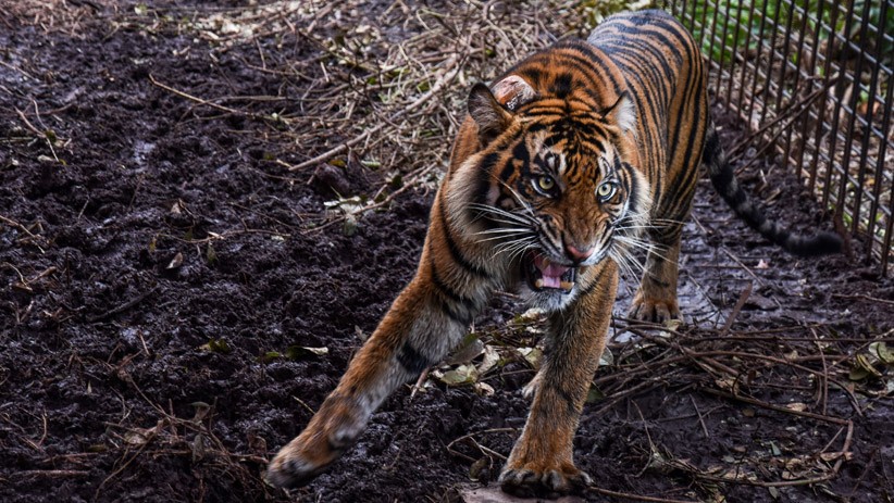 harimau sumatera