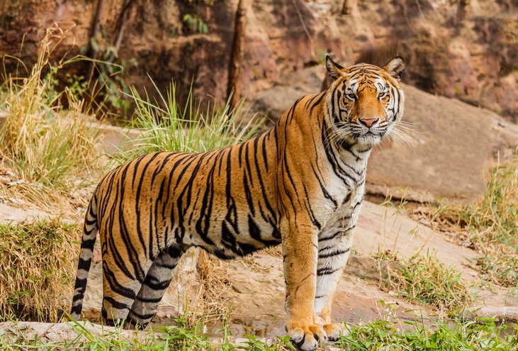 harimau