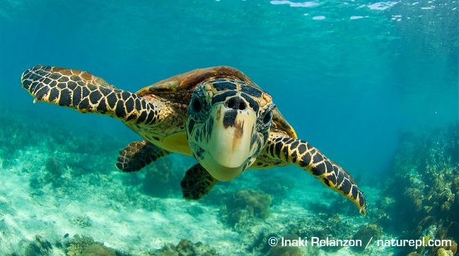 hawksbill turtle 2