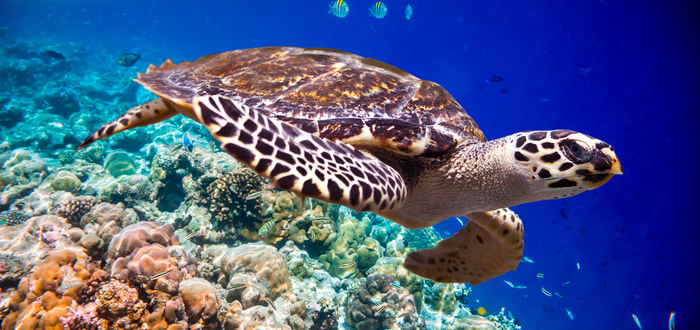 hawksbill turtle